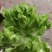 精品儿菜大量上市欢迎致电