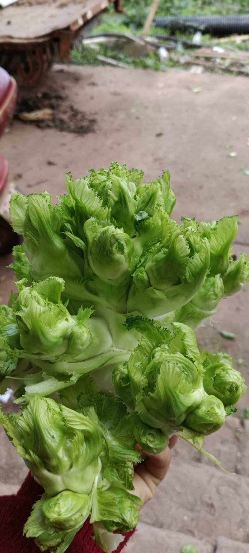 精品儿菜大量上市欢迎致电