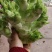 精品儿菜大量上市欢迎致电