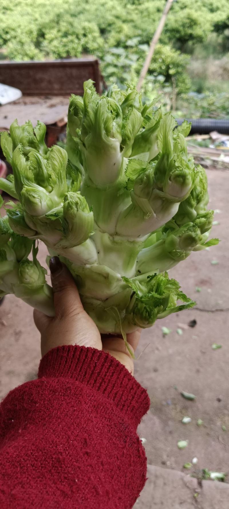 精品儿菜大量上市欢迎致电