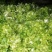 精品儿菜大量上市欢迎致电