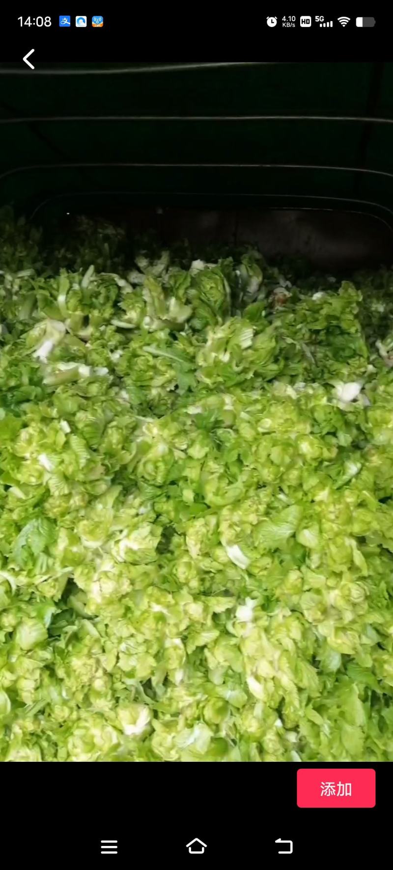 精品儿菜大量上市欢迎致电