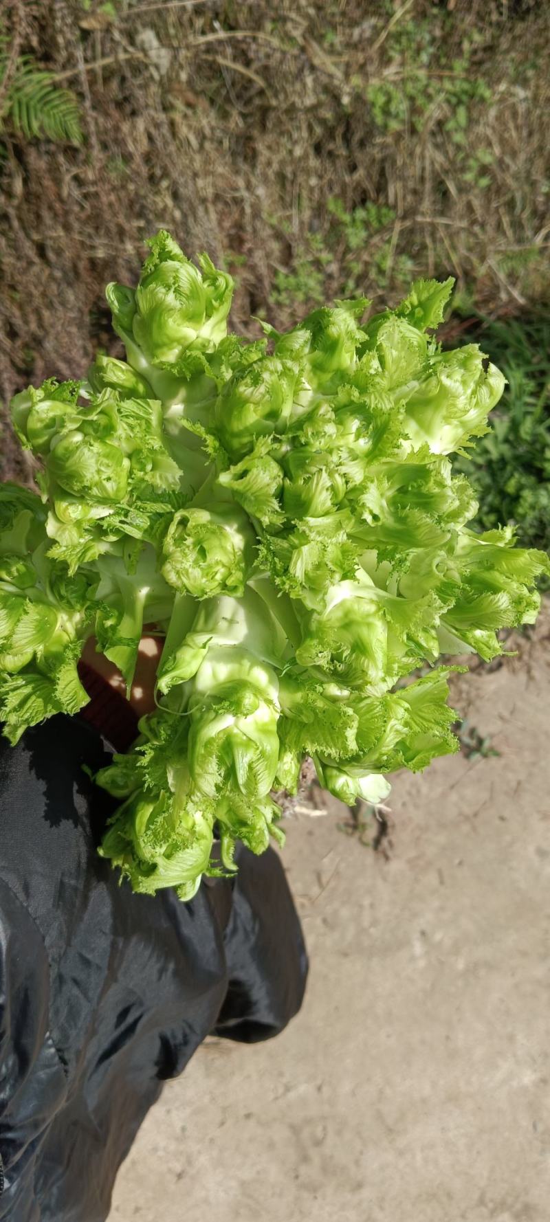 精品儿菜大量上市欢迎致电