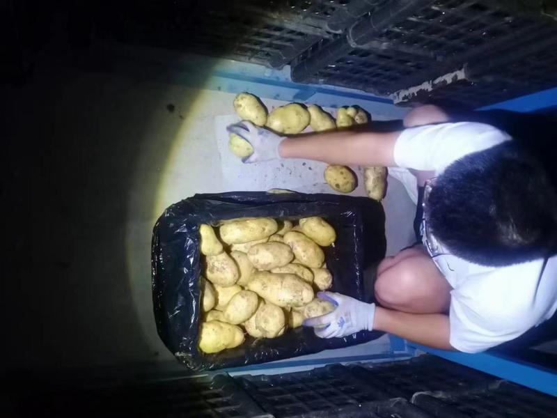 【精选】山东土豆规格齐全量大从优品质保证坏烂包赔价格便宜