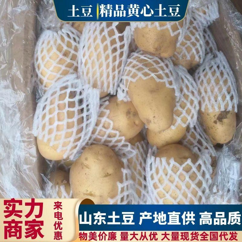 【精选】山东土豆规格齐全量大从优品质保证坏烂包赔价格便宜