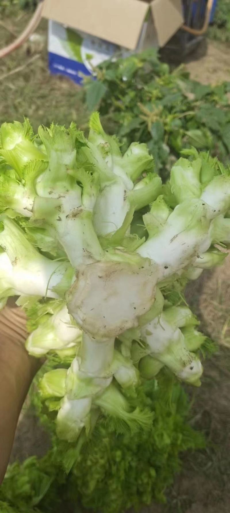 儿菜