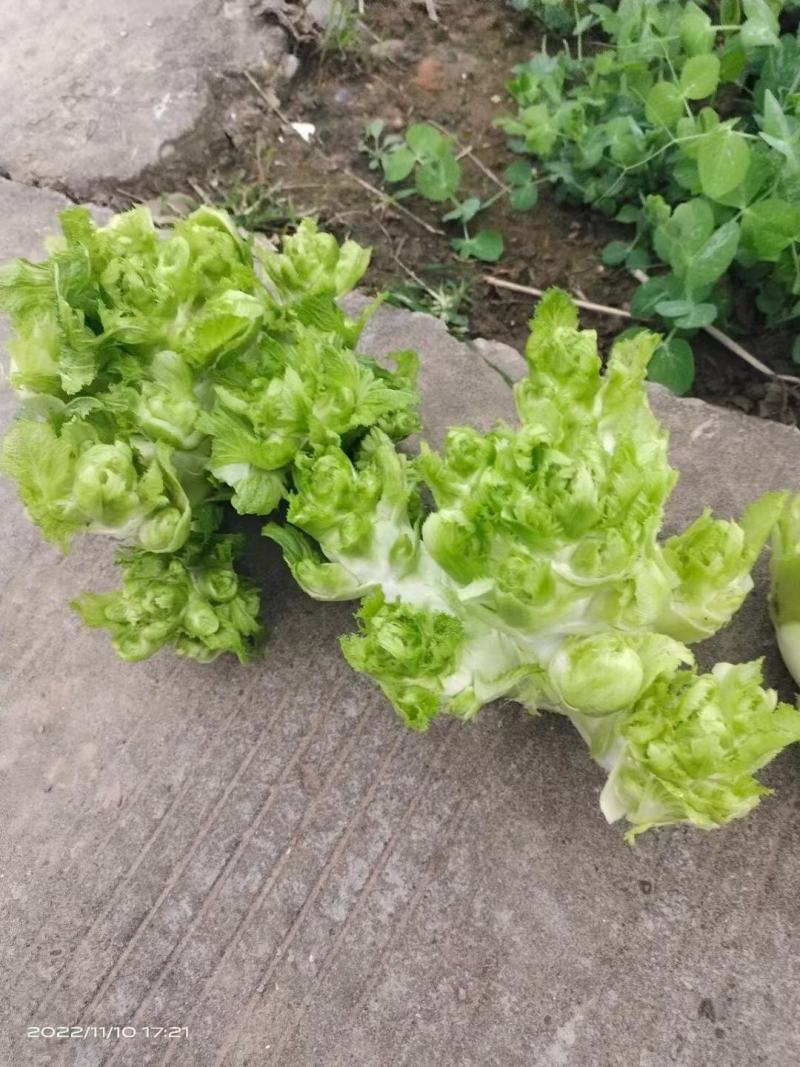 儿菜