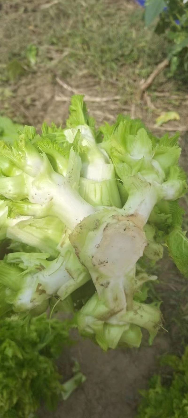 儿菜