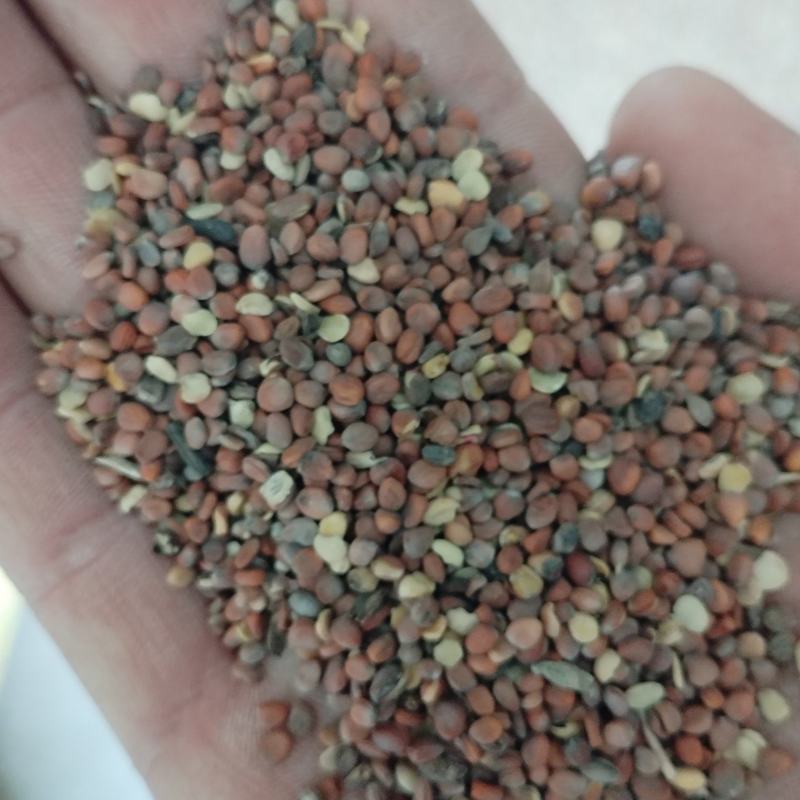 莱菔子，甘肃货，2022年新籽，包含量。