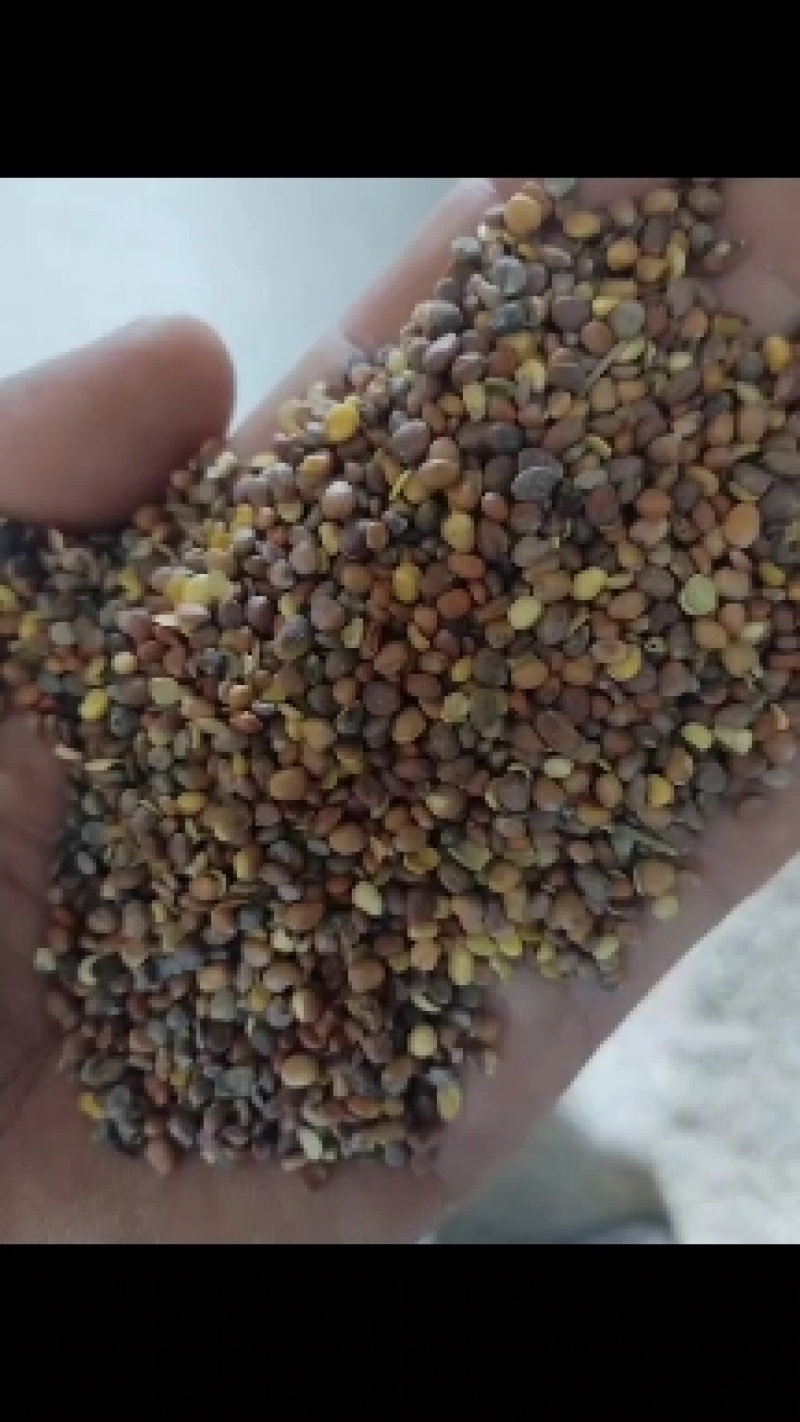 莱菔子，甘肃货，2022年新籽，包含量。