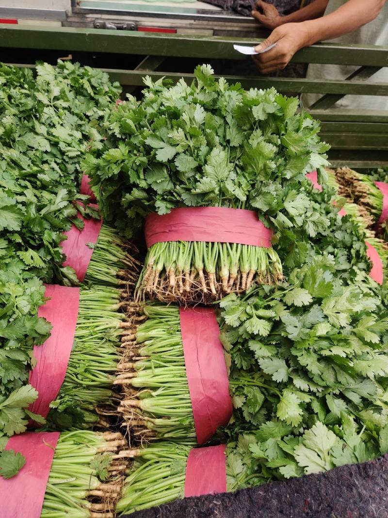 【精品优选】大叶香菜四季供应全国批发规格齐全一手货源量大