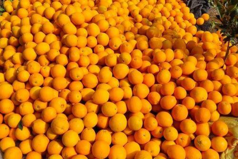 湖北纽荷尔脐橙鲜果供应中果园直发个头大皮多多爆汁甜！