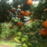 湖北纽荷尔脐橙鲜果供应中果园直发个头大皮多多爆汁甜！