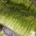 云南蒜苔精品白冒蒜苔开始上市有意者欢迎联系