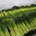云南蒜苔精品白冒蒜苔开始上市有意者欢迎联系