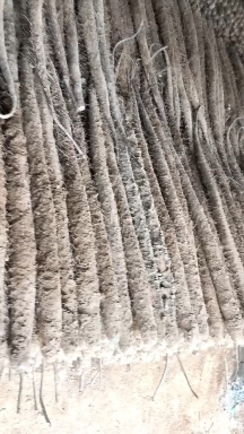2024山西白玉山药，大量出土，规格齐全，欢迎选购