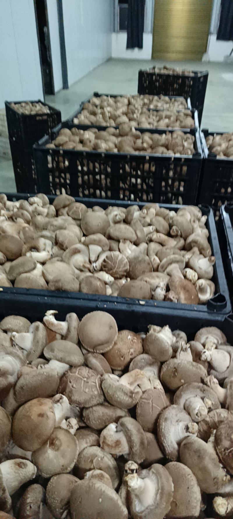 鲜香菇