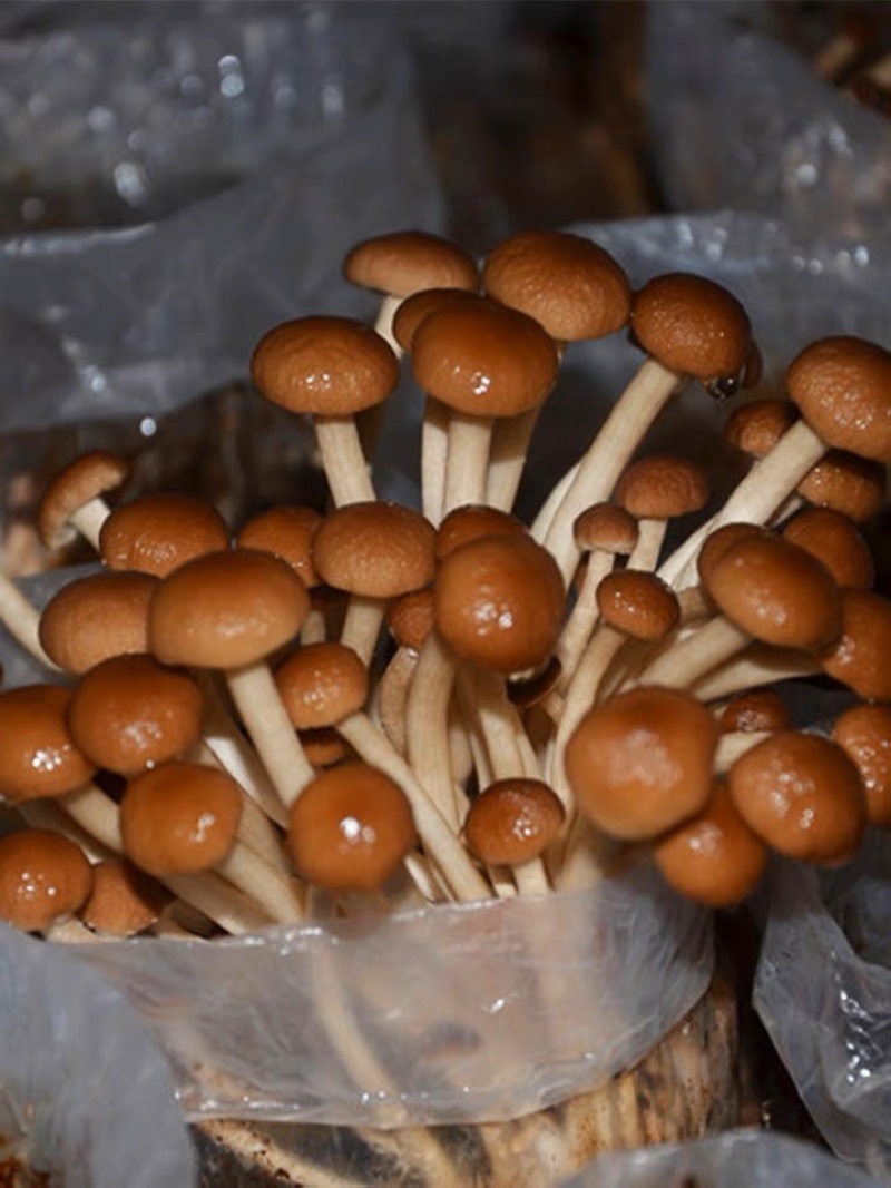 茶树菇菌种蘑菇菌种茶树菇菌种产地发货欢迎致电