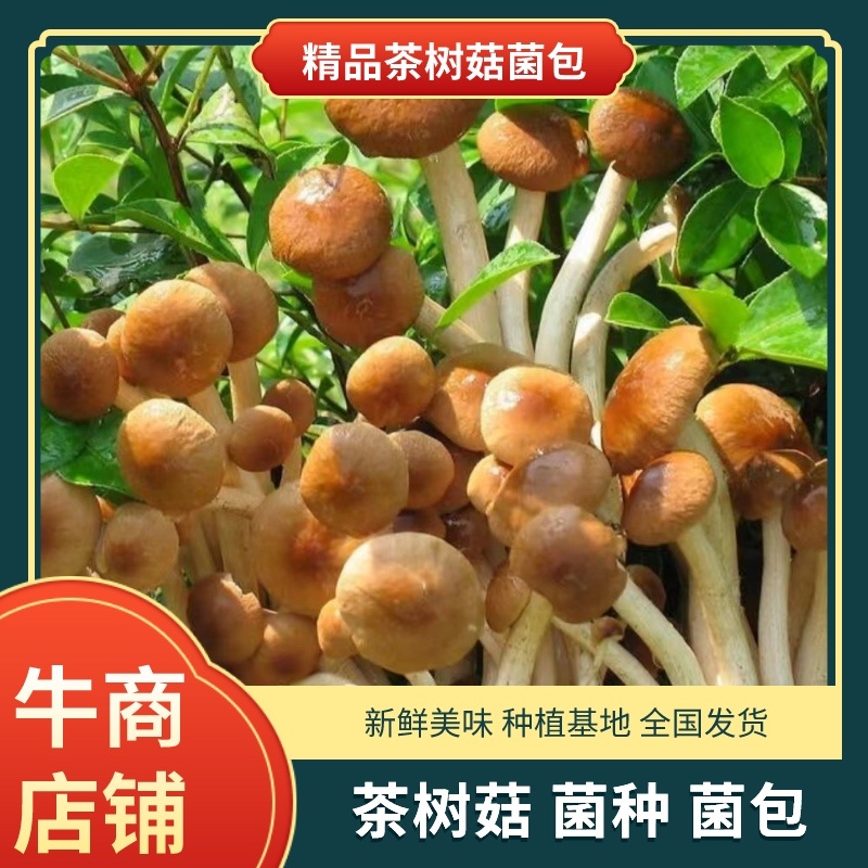 茶树菇菌种蘑菇菌种茶树菇菌种产地发货欢迎致电