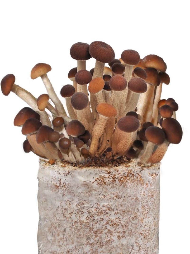 茶树菇菌种蘑菇菌种茶树菇菌种产地发货欢迎致电