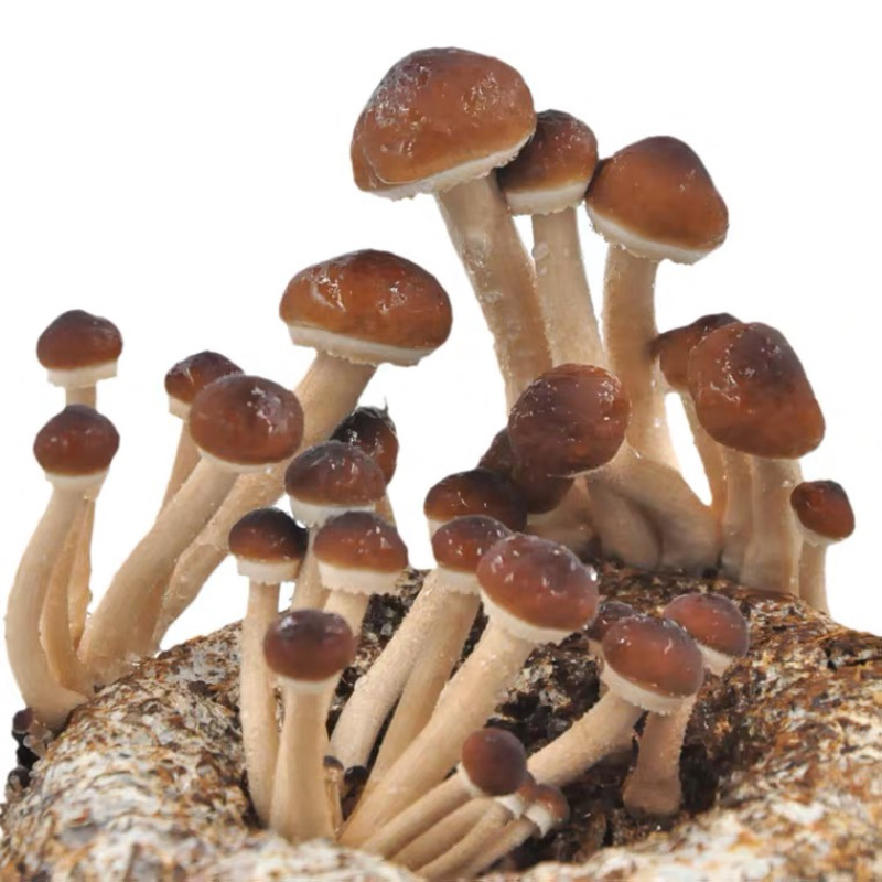 茶树菇菌种蘑菇菌种茶树菇菌种产地发货欢迎致电