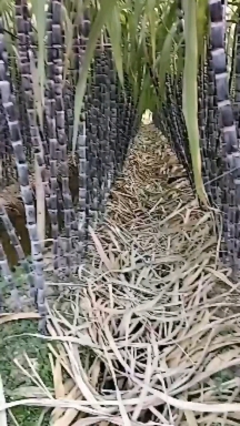 广西黑皮甘蔗大量上市，脆甜多汁，节长质量保证