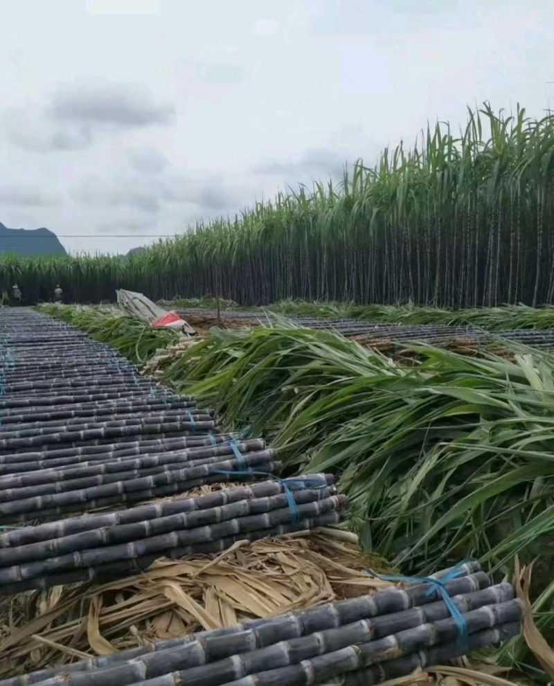 广西黑皮甘蔗大量上市，脆甜多汁，节长质量保证
