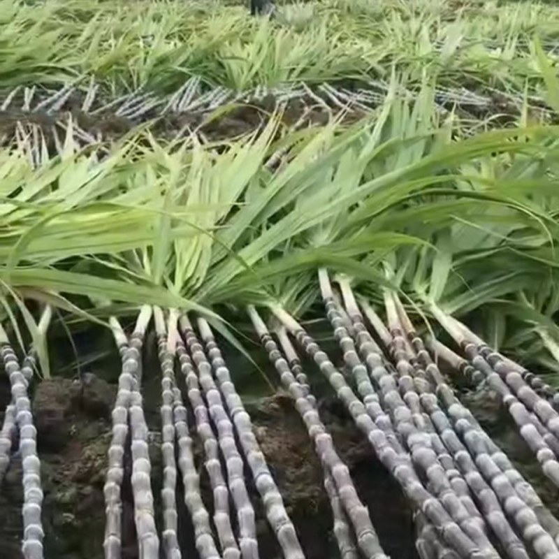 广西黑皮甘蔗大量上市，脆甜多汁，节长质量保证