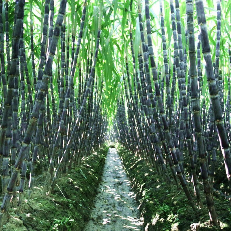 广西黑皮甘蔗大量上市，脆甜多汁，节长质量保证
