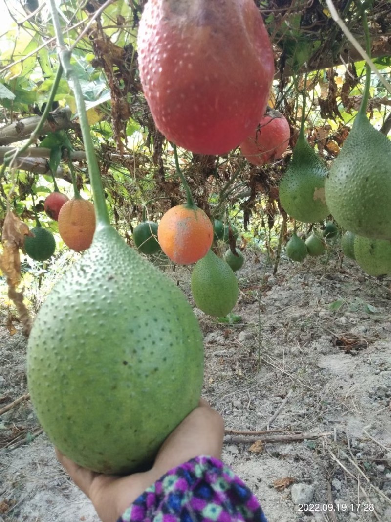 木鳖果