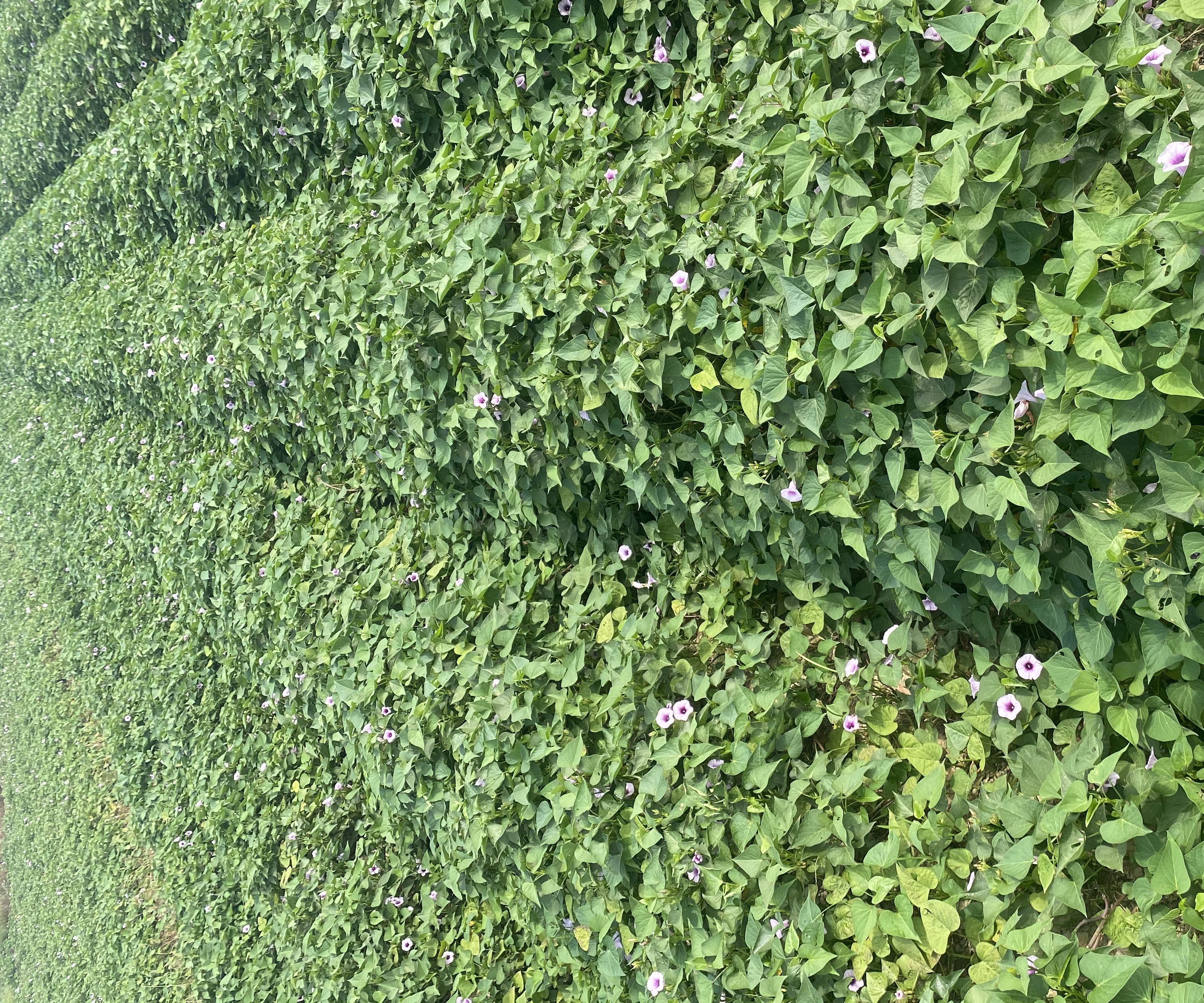 红薯花田地生长图