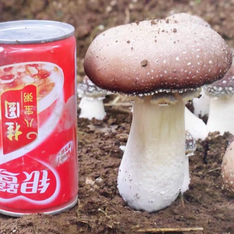 大球盖菌种赤松茸菌种，蘑菇菌种诚信经营量大从优