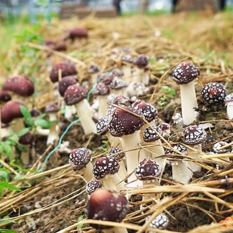 大球盖菌种赤松茸菌种，蘑菇菌种诚信经营量大从优