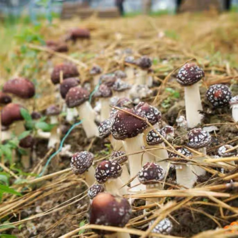 大球盖菌种赤松茸菌种，蘑菇菌种诚信经营量大从优