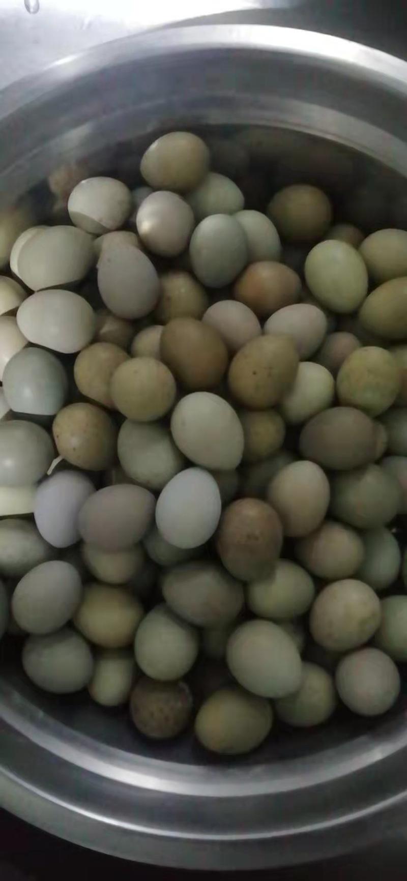 芦丁鸡种蛋批发受精率超高，有纯白瓦灰蓝脸