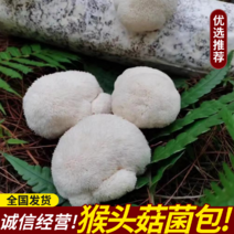 食用猴头菇菌精品猴头菇菌种，食用菌全国发货量大从优