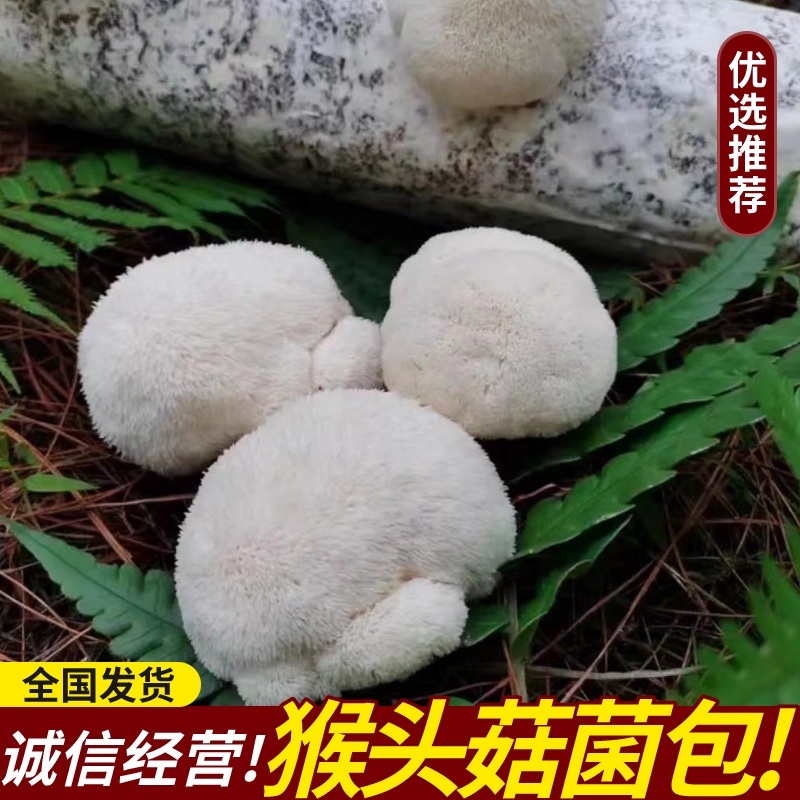 食用猴头菇菌精品猴头菇菌种，食用菌全国发货量大从优