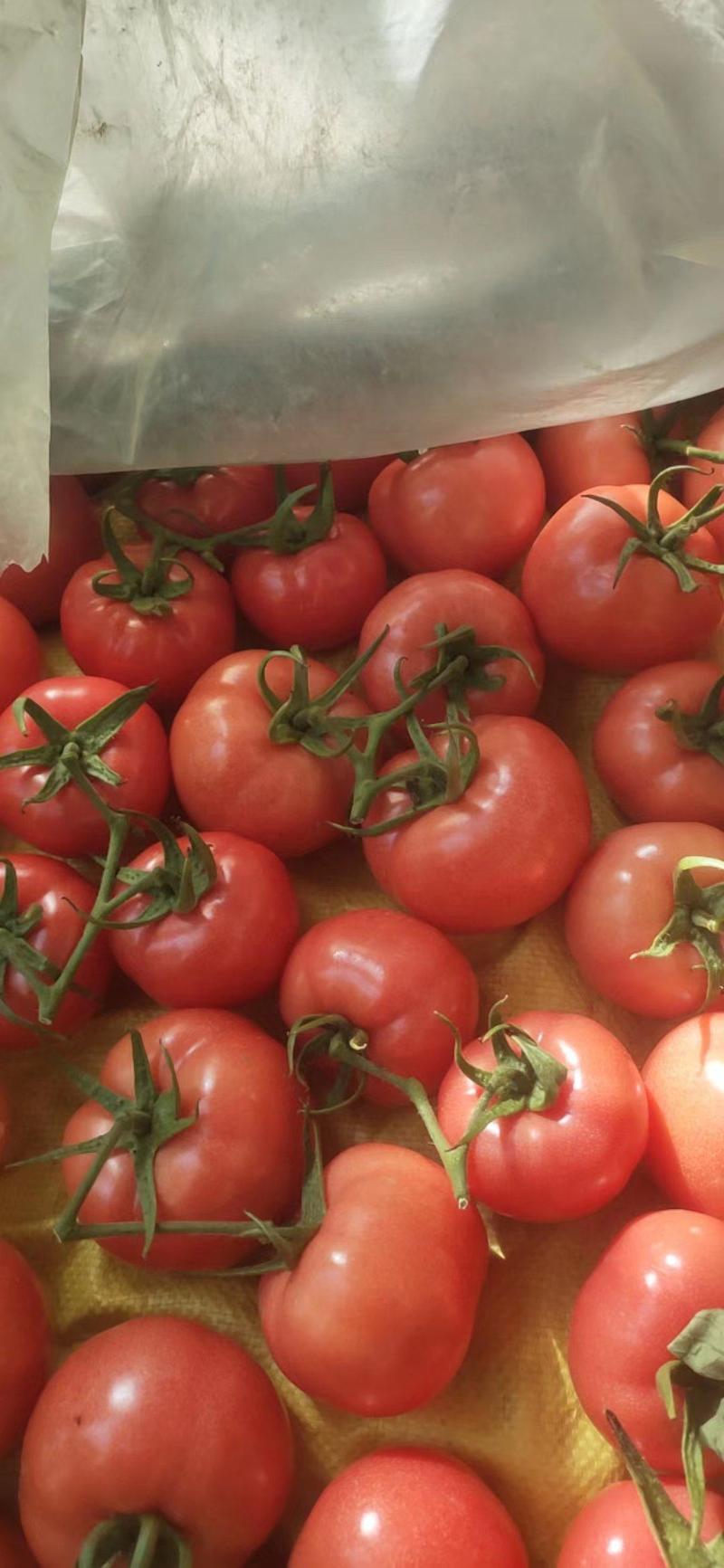 【推荐】硬粉西红柿一手货源对接各大商超市场档口社区团购