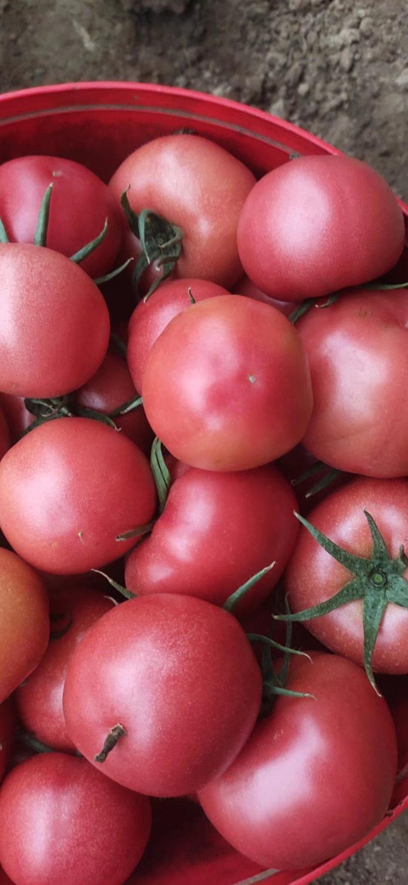 【推荐】硬粉西红柿一手货源对接各大商超市场档口社区团购