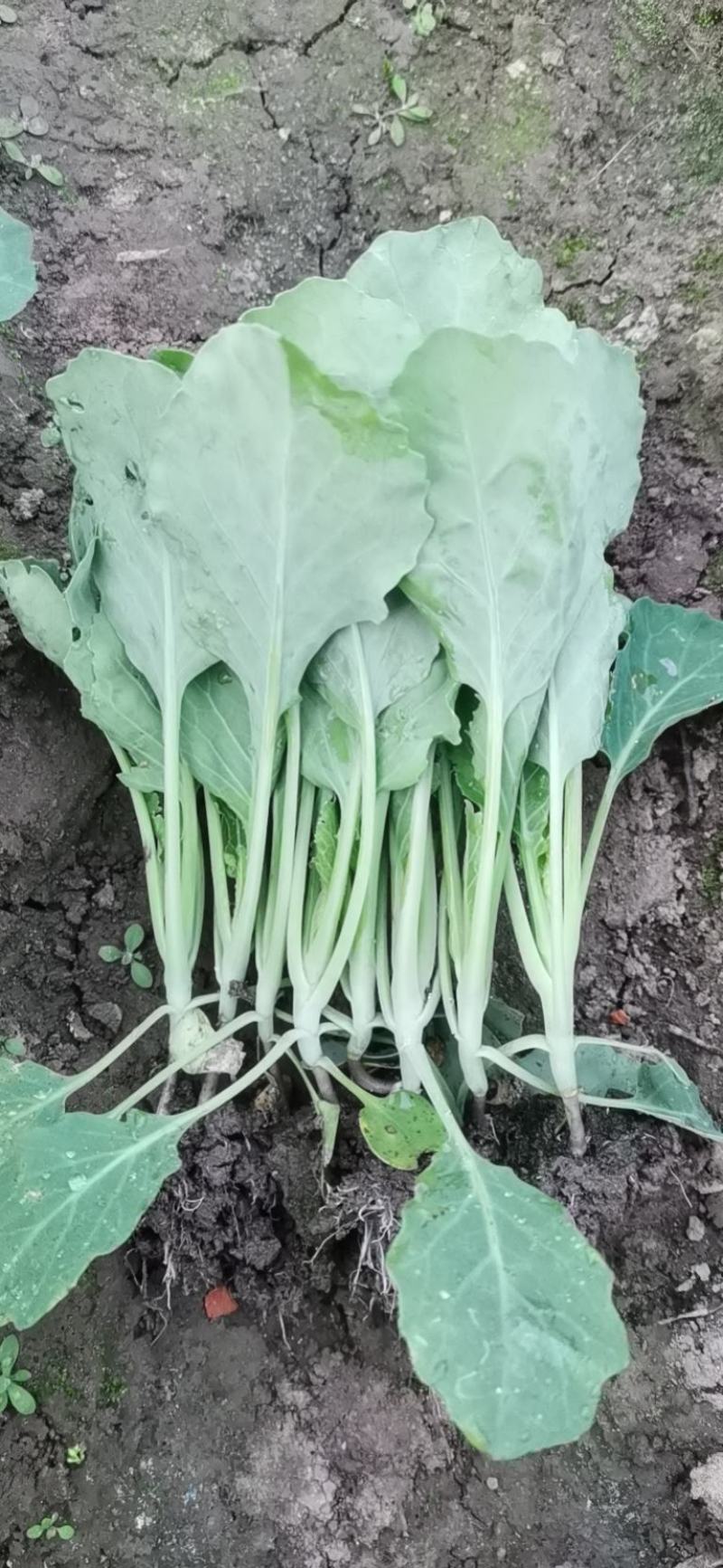 莲花白苗，包菜苗，平顶甘蓝苗
