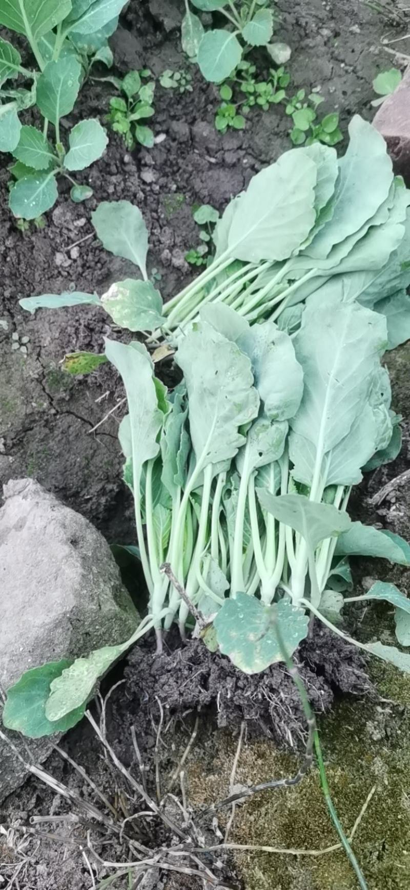 莲花白苗，包菜苗，平顶甘蓝苗