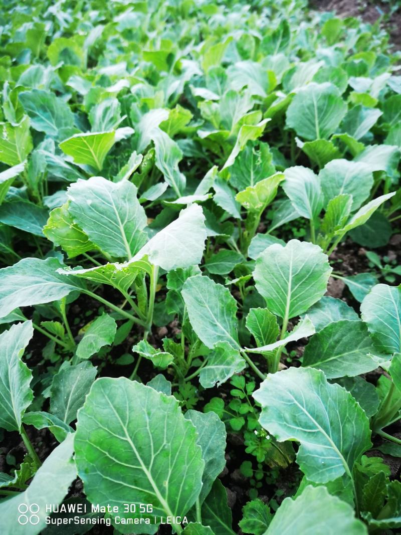 莲花白苗，包菜苗，平顶甘蓝苗