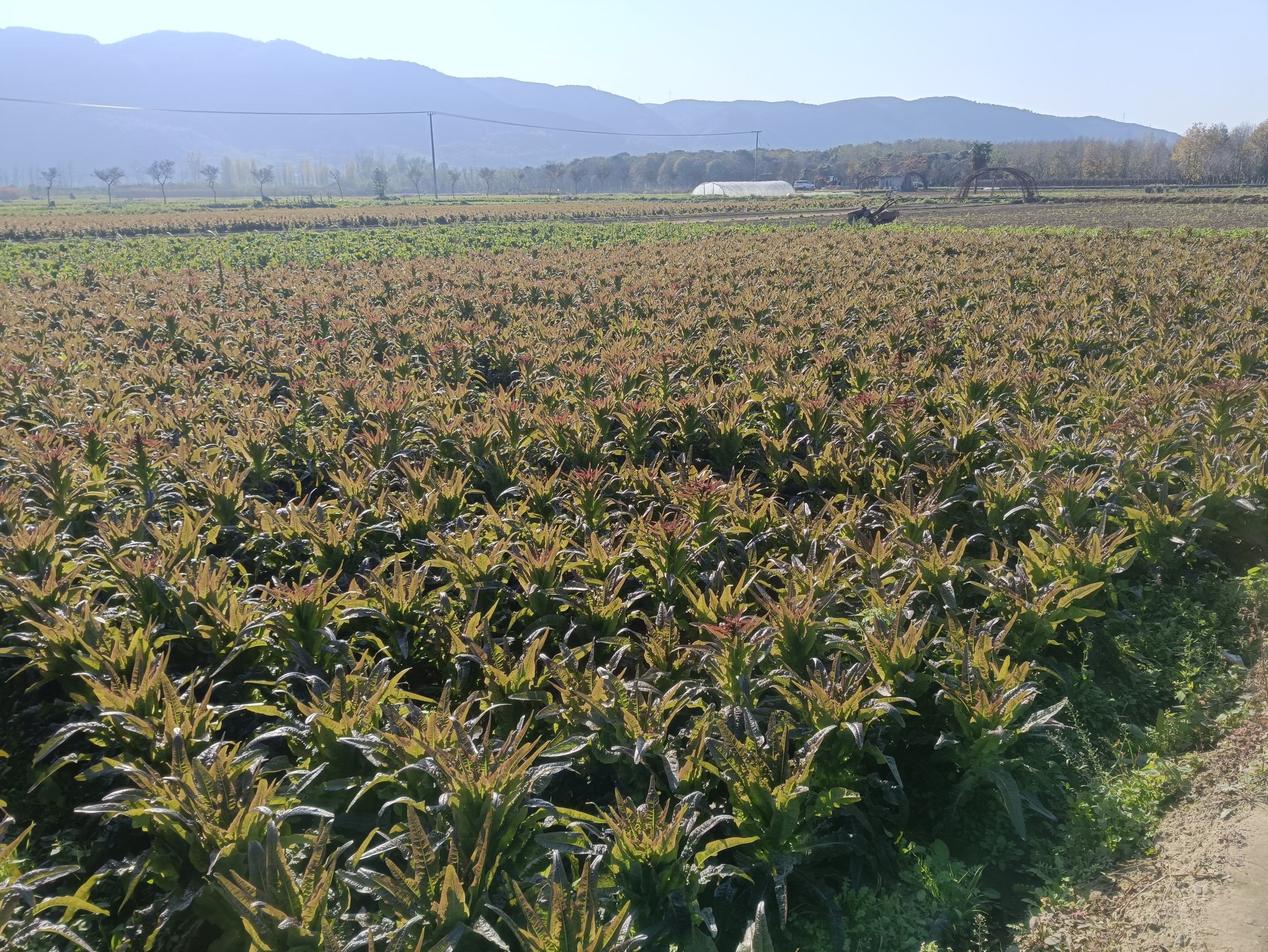 中国莴笋与莴苣主产区地图标注图