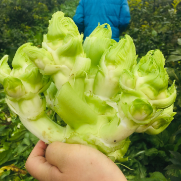 儿菜精品儿菜基地直发一直有货