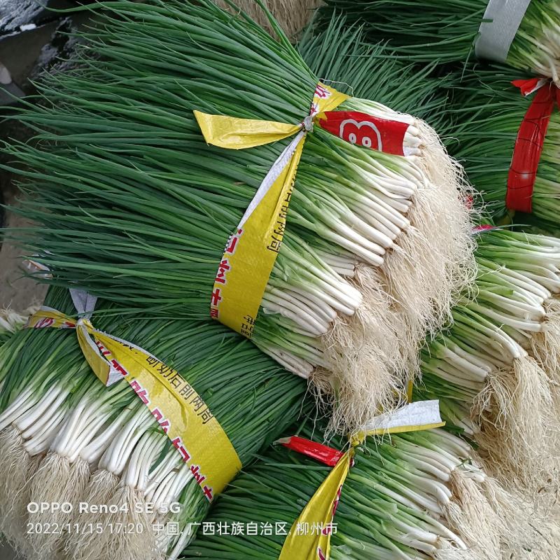 红蒜苗大量上市