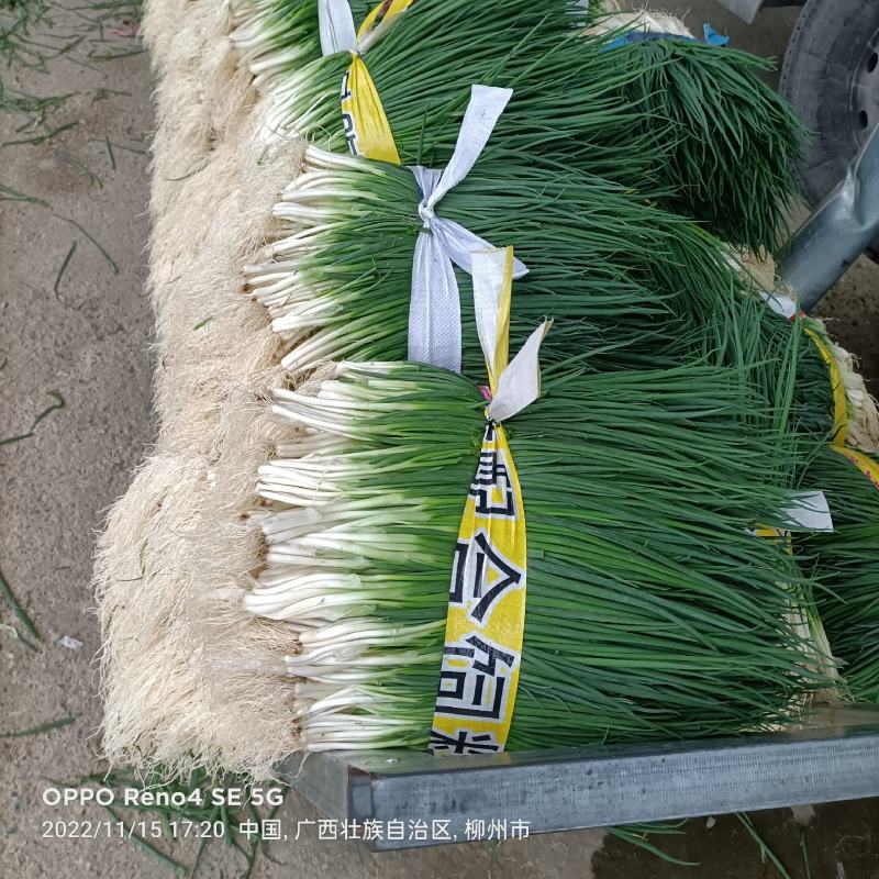 红蒜苗大量上市