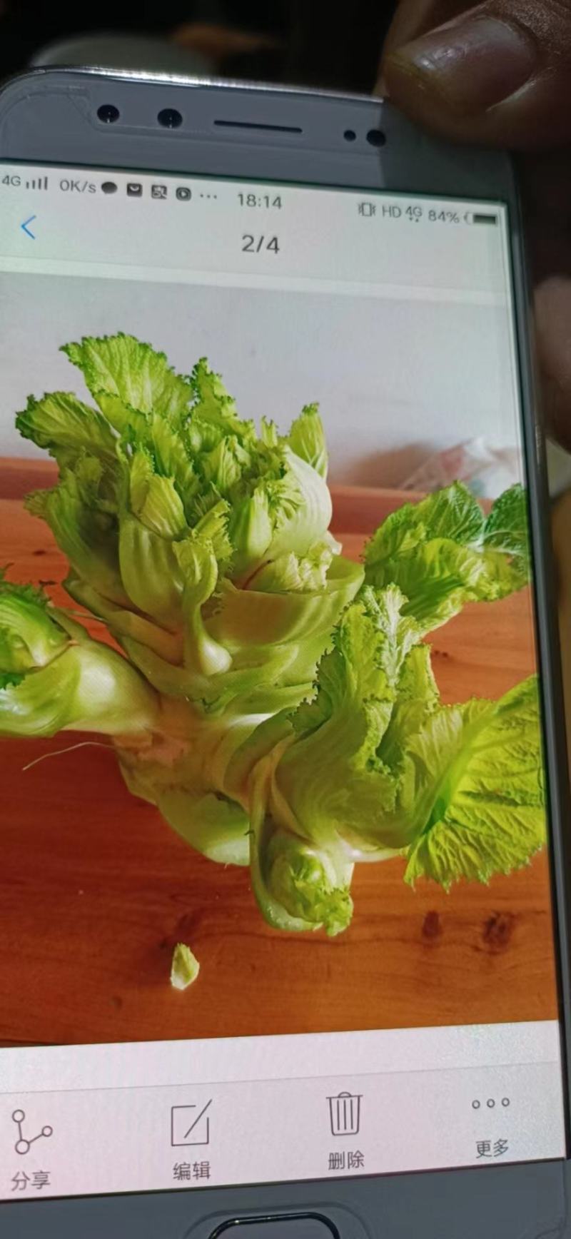 儿菜
