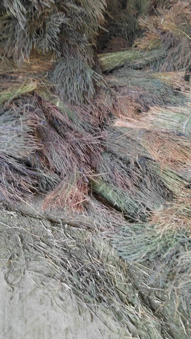 荆芥咀河北地产荆芥咀荆芥侧穗全荆芥都有需要的请联系我