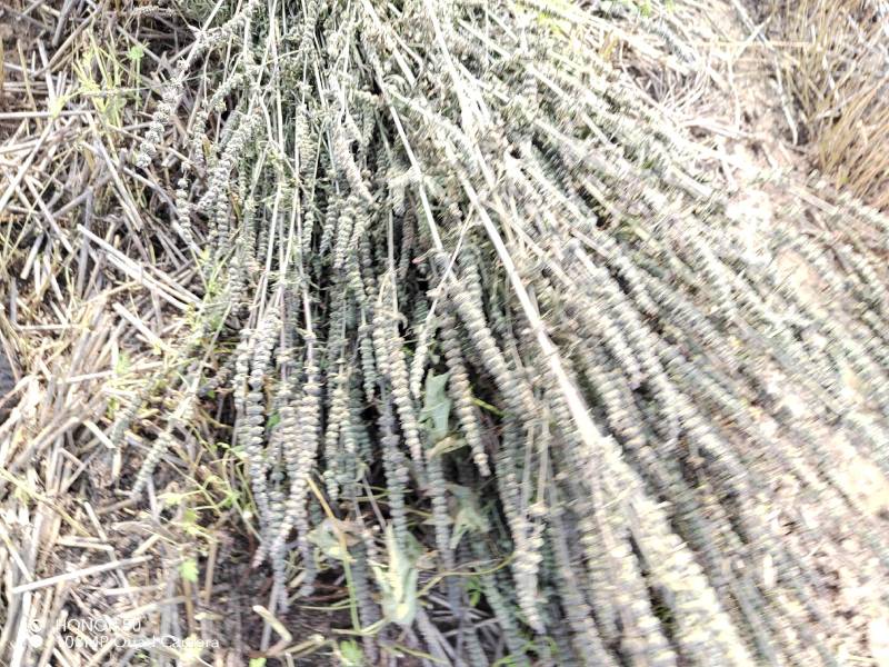 荆芥咀河北地产荆芥咀荆芥侧穗全荆芥都有需要的请联系我