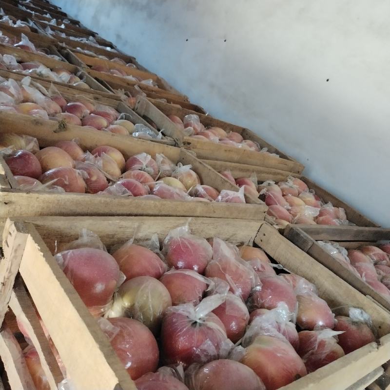 砀山红富士大量上市中，品质好数量大翠甜耐运输